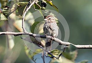 Song Sparrow Melospiza melodia perching on leafy branch,Ontario