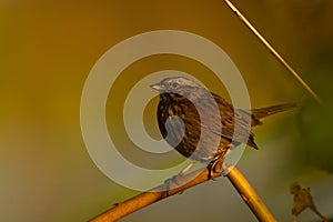 The Song Sparrow Melospiza Melodia perching on a twig in a beautiful fall sunset light