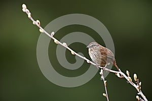 Song Sparrow Melospiza melodia singing from a tree brach