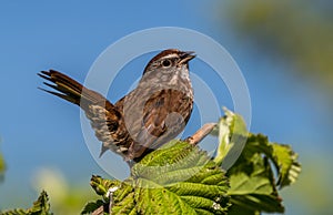 A song sparrow ` Melospiza melodia ` photo