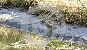 Song Sparrow bird, Sweetwater Wetlands in Tucson Arizona USA