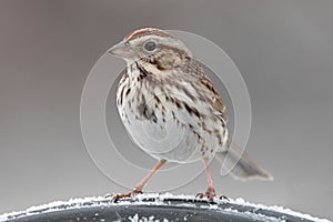 Song Sparrow (Melospiza melodia) in Winter