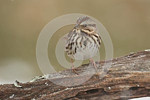 Song Sparrow Melospiza melodia in winter photo