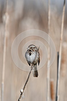 Song sparrow perched in bull rushes