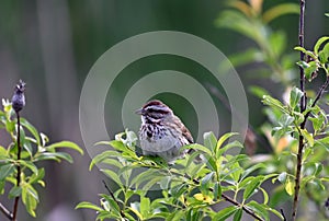 Song Sparrow perched in the bushes on a spring morning