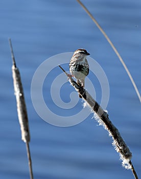 Song Sparrow perched on a cattail