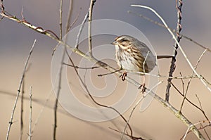 Song Sparrow Perched on Leafless Bush