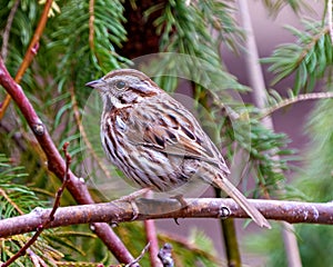 Song Sparrow Photo and Image. Sparrow close-up side view perched on a branch with a coniferous forest background in its