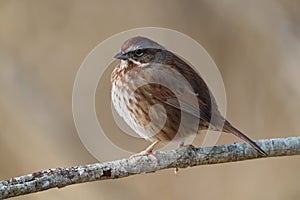 Song Sparrow resting