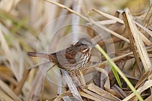 Song Sparrow resting