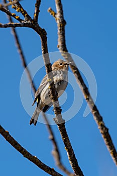 Song sparrow resting on a branch