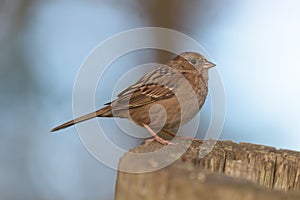 Song sparrow resting on a branch