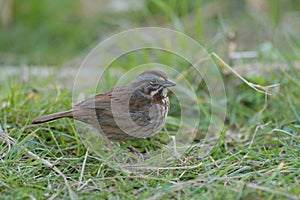 Song sparrow resting on meadow