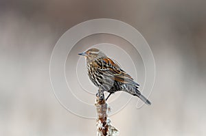 Song sparrow resting on top of bulrush