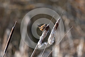 Song sparrow resting on top of bulrush