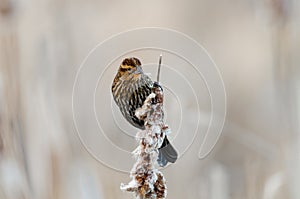 Song sparrow resting on top of bulrush