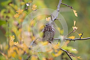 Song Sparrow resting in woods