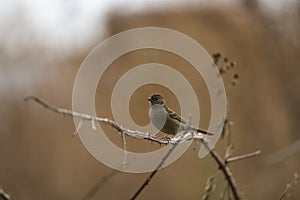 Song Sparrow resting in woods