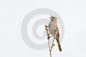 Song Sparrow singing