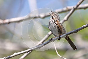 Song Sparrow Singing