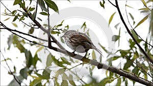 Song Sparrow Singing