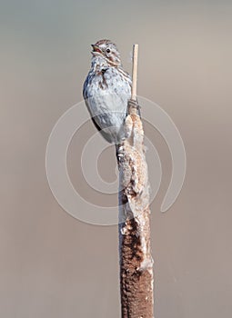 A Song Sparrow Singing from a Cattail