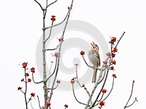 Song sparrow singing, Ottawa