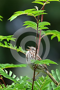 Song sparrow singing