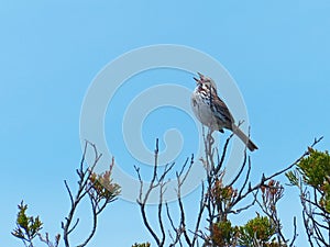 Song Sparrow Singing