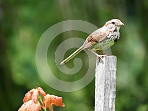 Song Sparrow sits on wood stake in summer sun