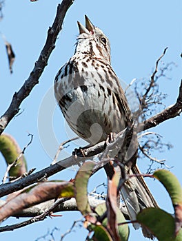 Song Sparrow in tree singing