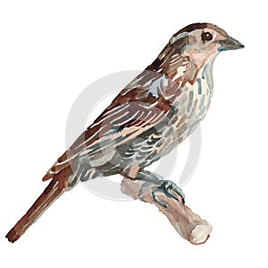 The song sparrow. Watercolor hand painted drawing of bird