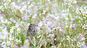 Song Sparrow in Wild Radish