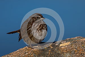 Song Sparrow in the Winter Sun