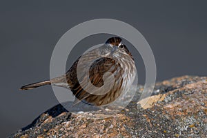 Song Sparrow in the Winter Sun