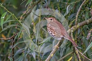 Song thrush