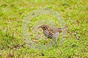 Song Thrush