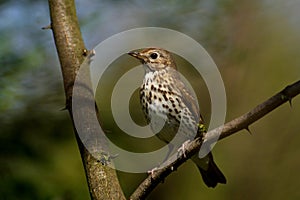 Song Thrush