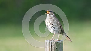 Song Thrush