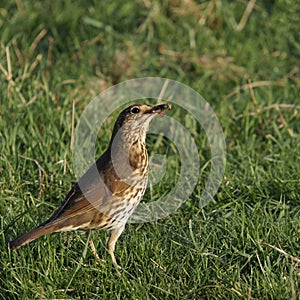 Song thrush