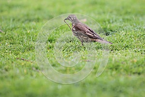 Song thrush