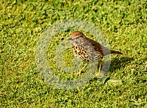 Song Thrush