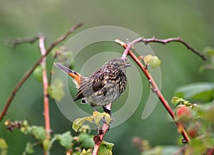 Song Thrush