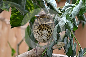 Song thrush