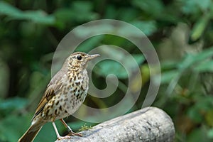 Song thrush