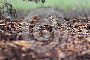 Song thrush