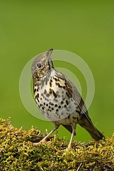 Song thrush