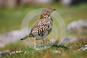 Song Thrush