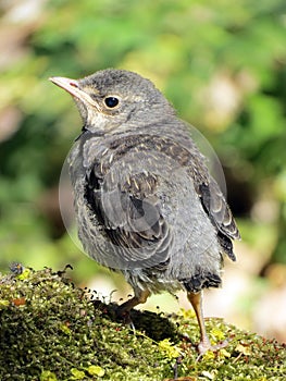 Song-thrush bird