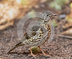 Song thrush bird on the ground
